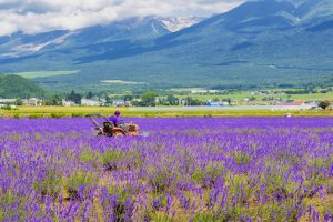 Hokkaido Travel