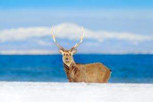 Hokkaido Travel