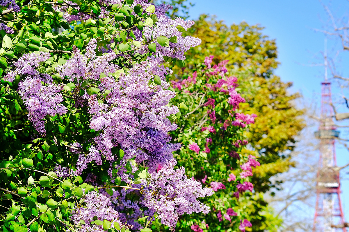 Sapporo's Spring Awakening: Experience the Charm of Lilacs on a