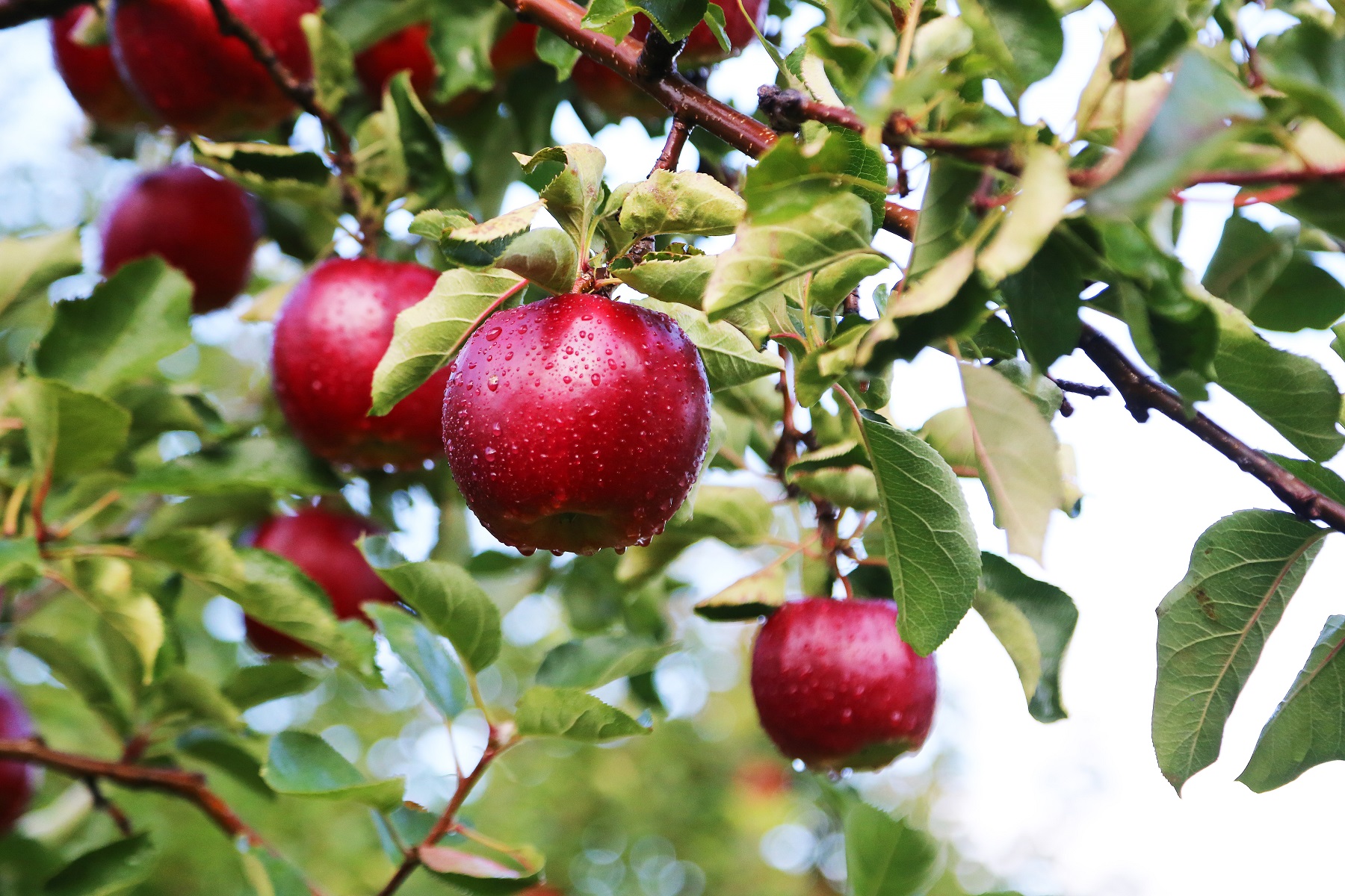 Yoichi: The town of wine and fruit orchards | Hokkaido Treasure ...