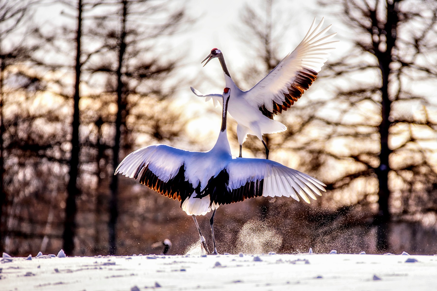 kushiro crane tour