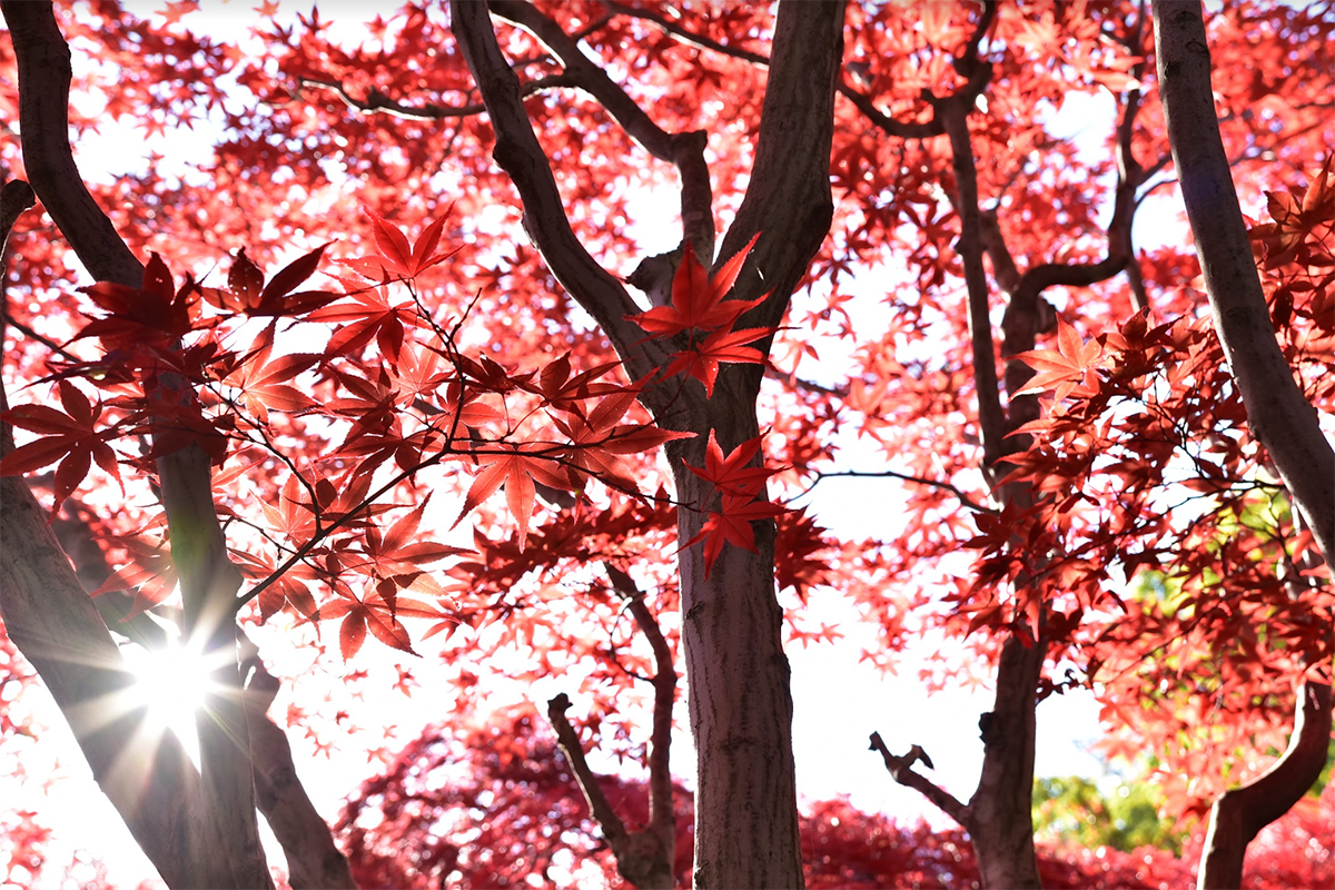 Sapporo The City of Spectacular Fall Leaves Hokkaido Treasure