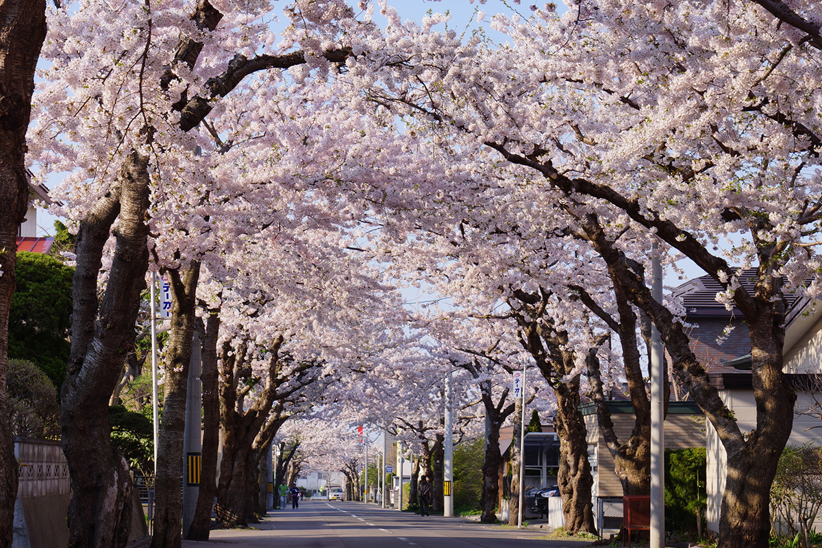 Sapporo The City Of The Fleeting Cherry Blossoms Hokkaido Treasure 