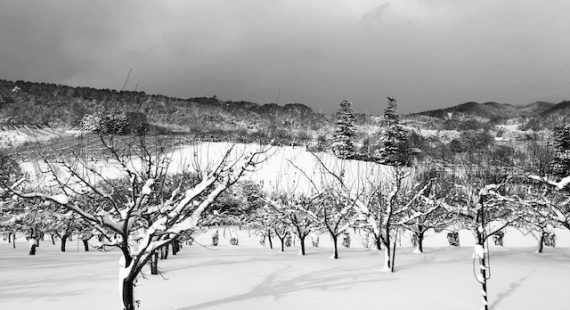 Hokkaido Travel