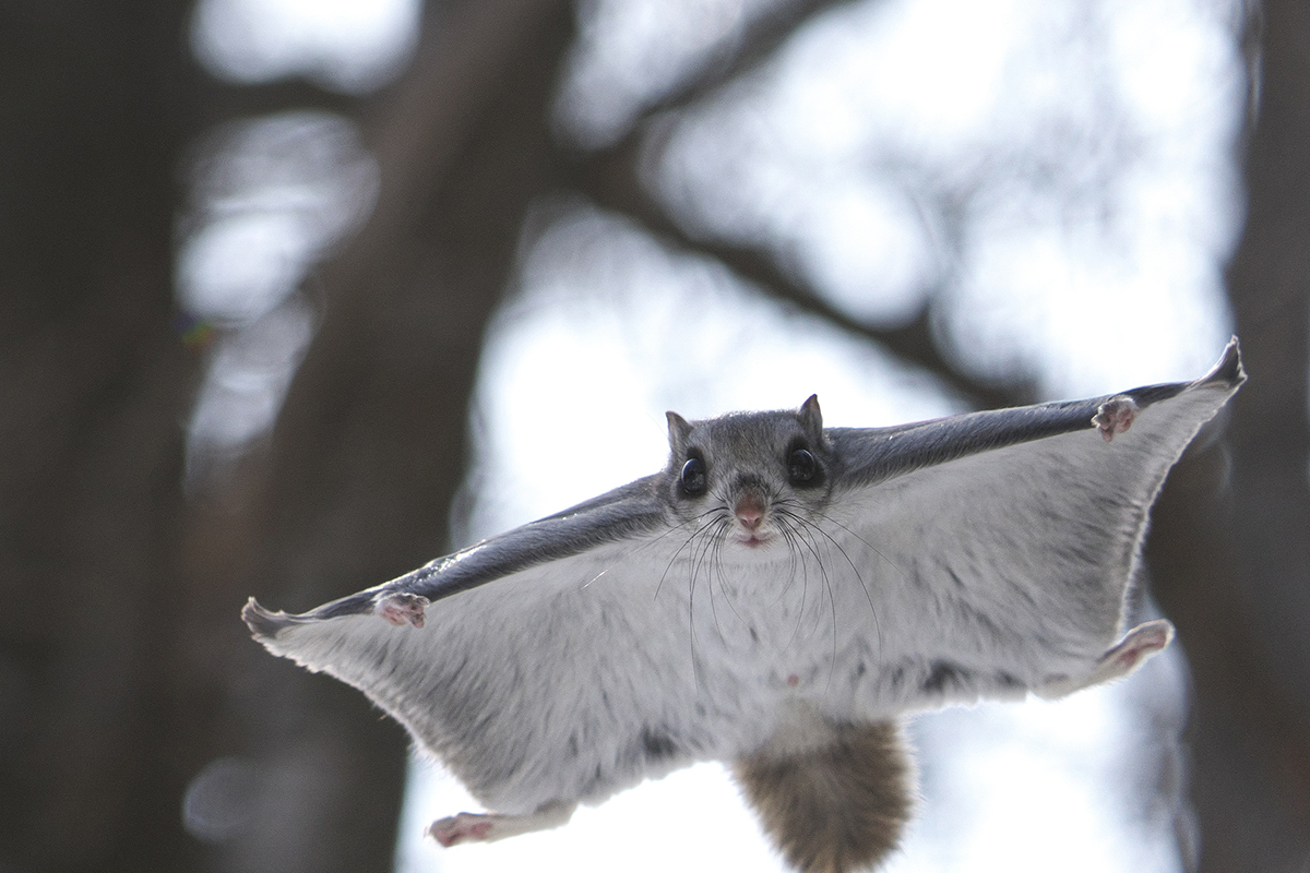 “Kawaii” Cute Creatures of Sapporo | Hokkaido Treasure | Hokkaido ...