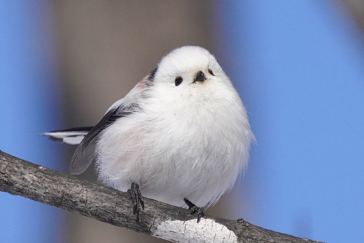 Snowball gained a bird form through decades of cultivation | Novel ...