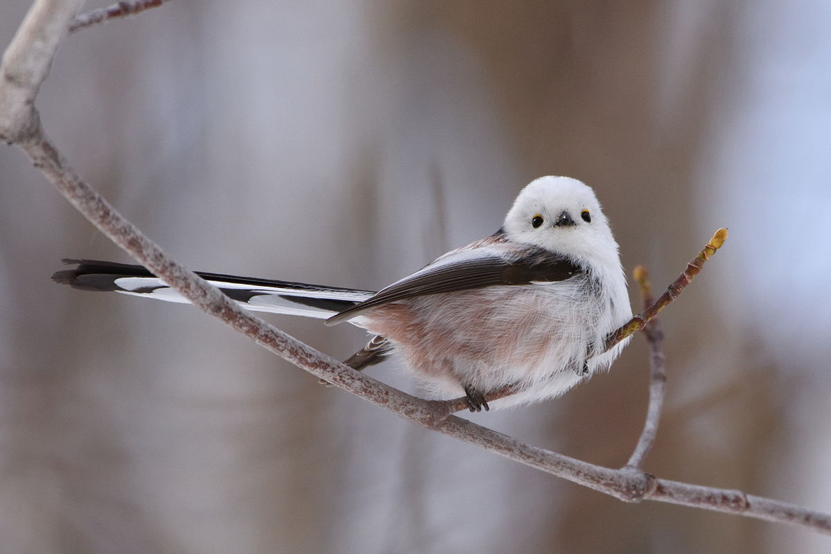 Tori Dango Gotouchi Dango Melon Long-tailed Tit (Hokkaido )