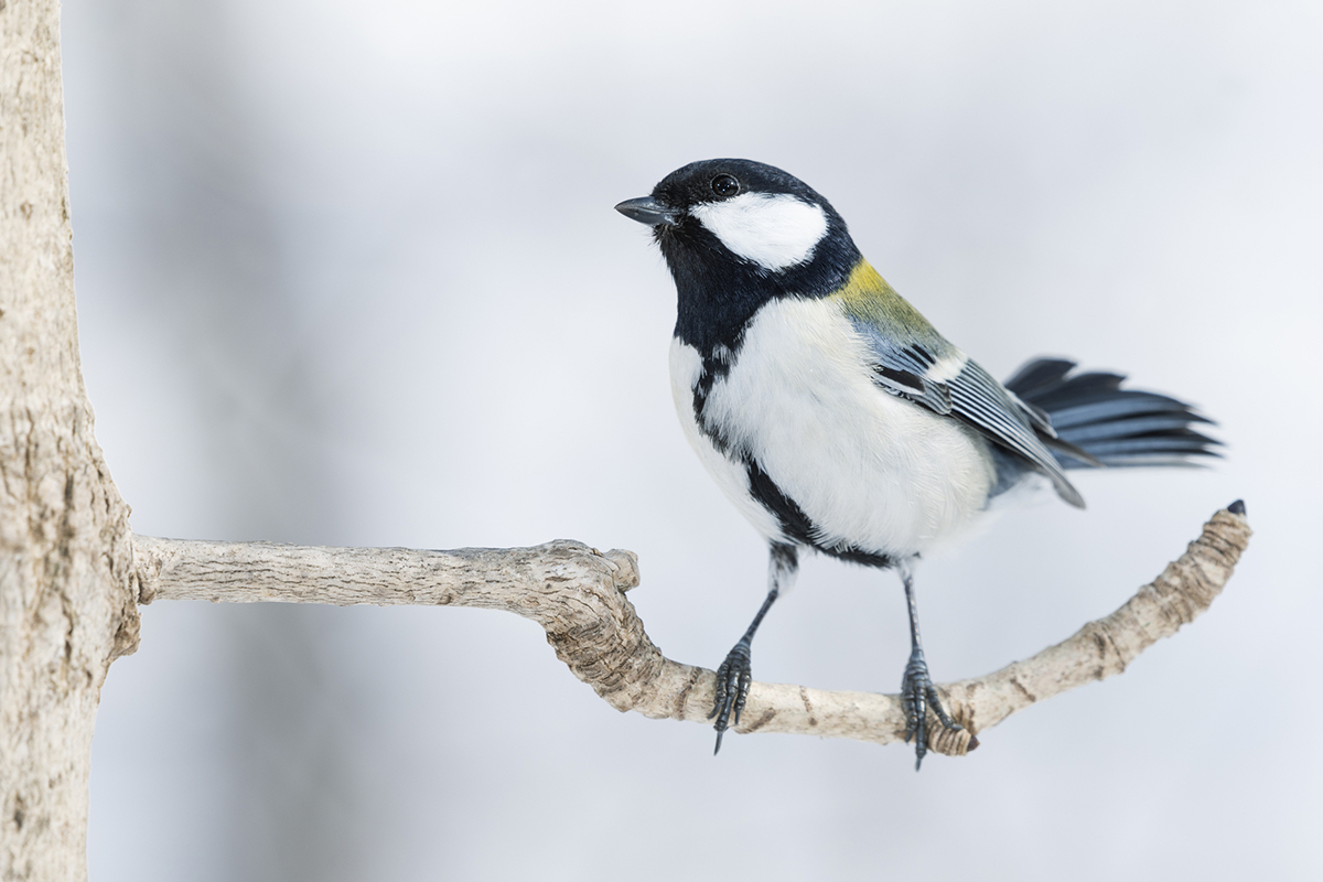 Tori Dango Gotouchi Dango Melon Long-tailed Tit (Hokkaido )