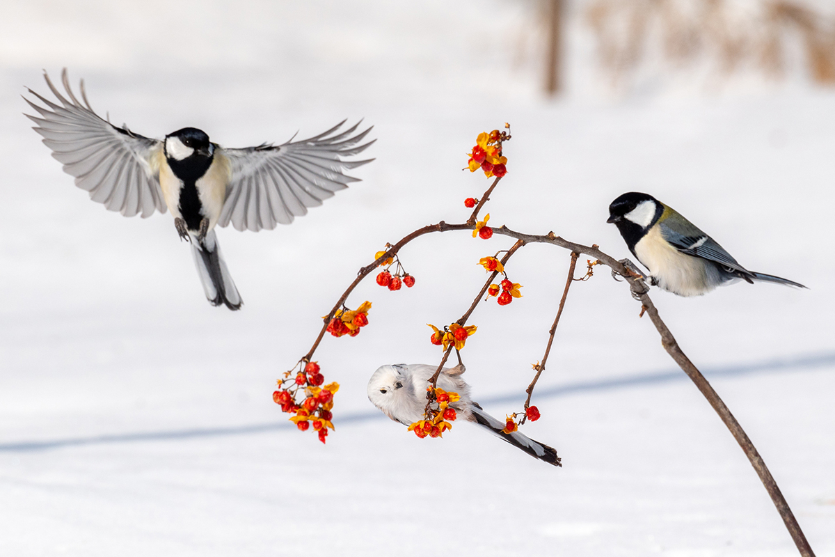 Tori Dango Gotouchi Dango Melon Long-tailed Tit (Hokkaido )