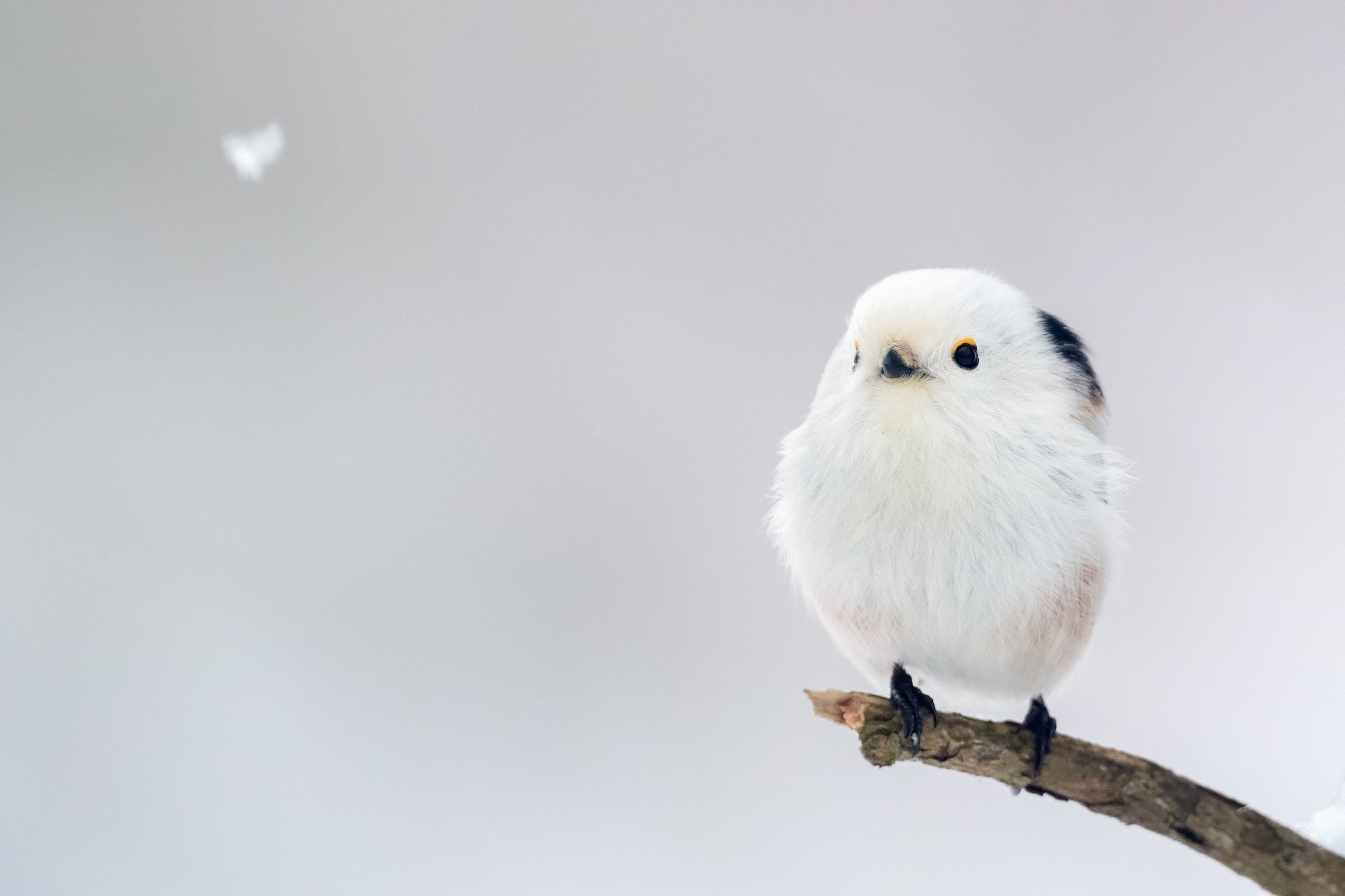 Tori Dango Gotouchi Dango Melon Long-tailed Tit (Hokkaido )