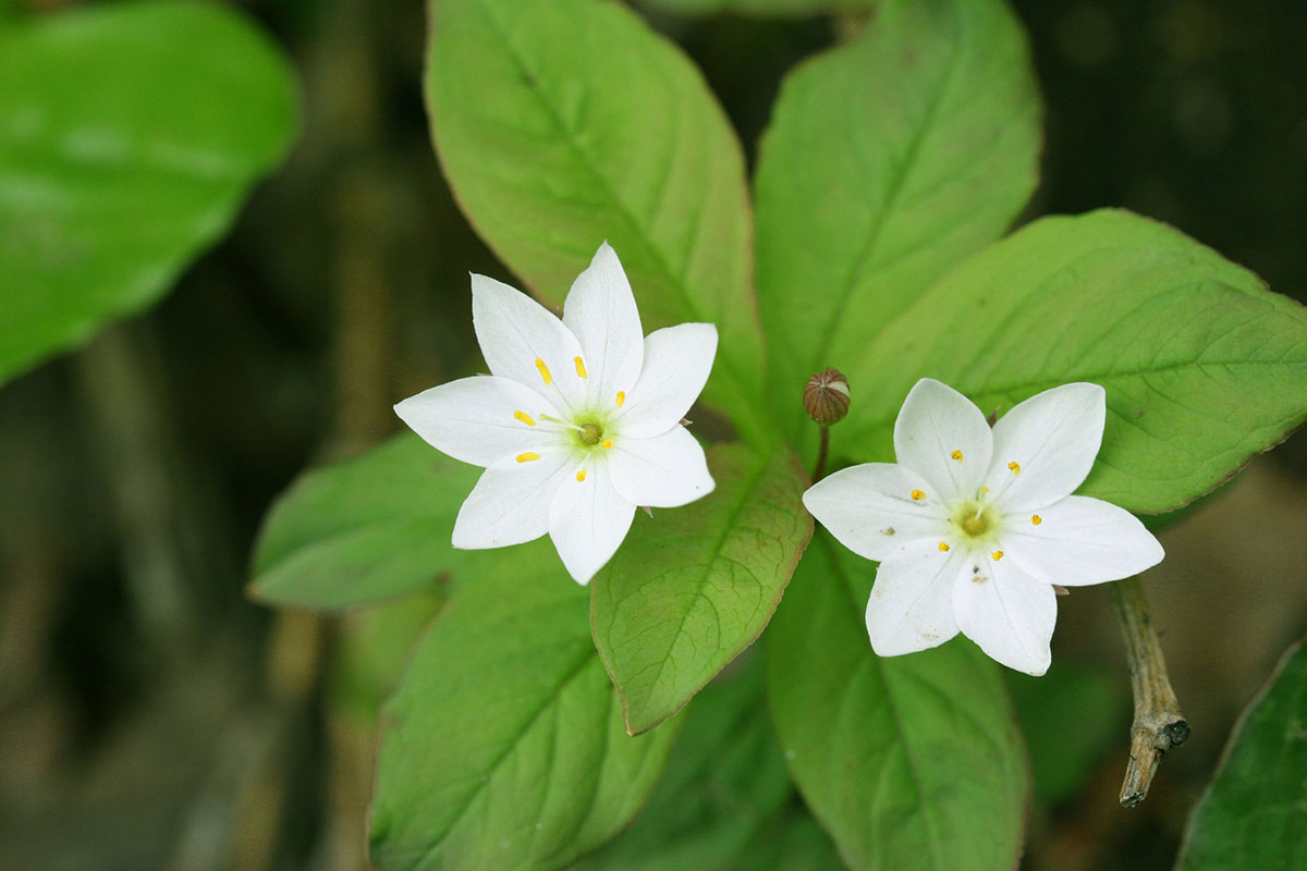 The Niseko area: Hiking among unique alpine plants | Hokkaido Treasure ...