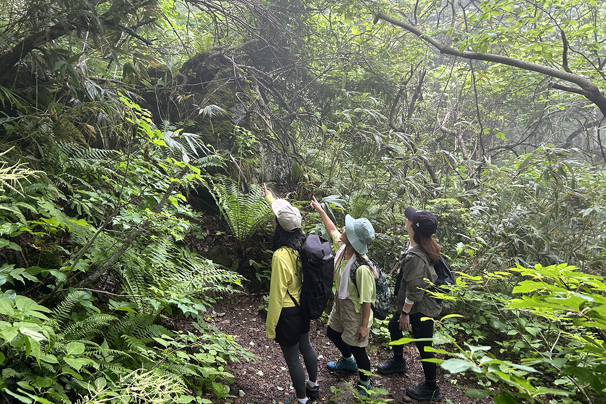 Mountain Hiking for Beginners in Hakodate City | Hokkaido Treasure ...